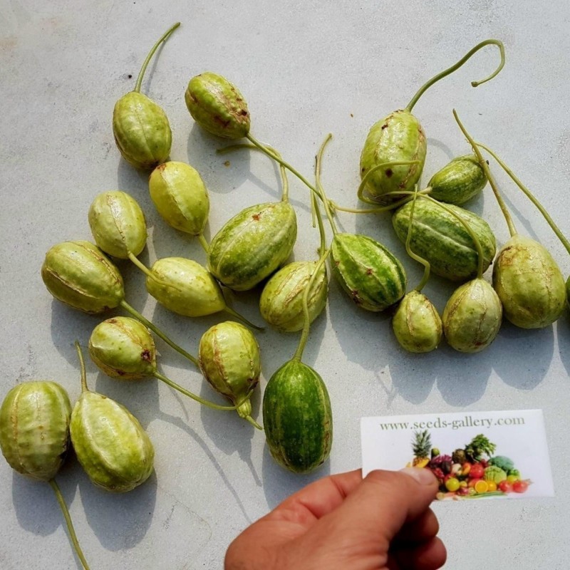 Semillas Pepinillo, Pepino Del Monte, Pepino Silvestre | Seeds Shop Store
