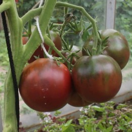 Gypsy Tomato Seeds - 1.755