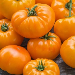 Semillas De Tomate Naranja Beefsteak - 1.935
