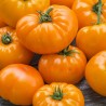 Orange Beefsteak Heirloom Tomato Organic Seeds | Seeds Shop Store