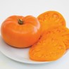 Orange Beefsteak Heirloom Tomato Organic Seeds | Seeds Shop Store