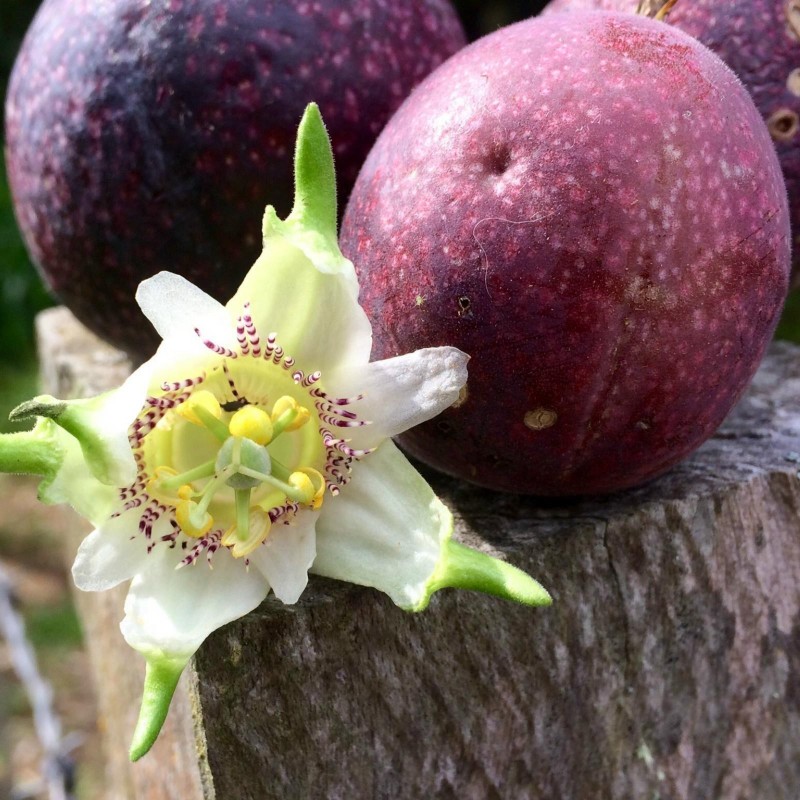 Semi di Passiflora adenopoda | Seeds Shop Store