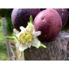 Passiflora adenopoda Seeds | Seeds Shop Store