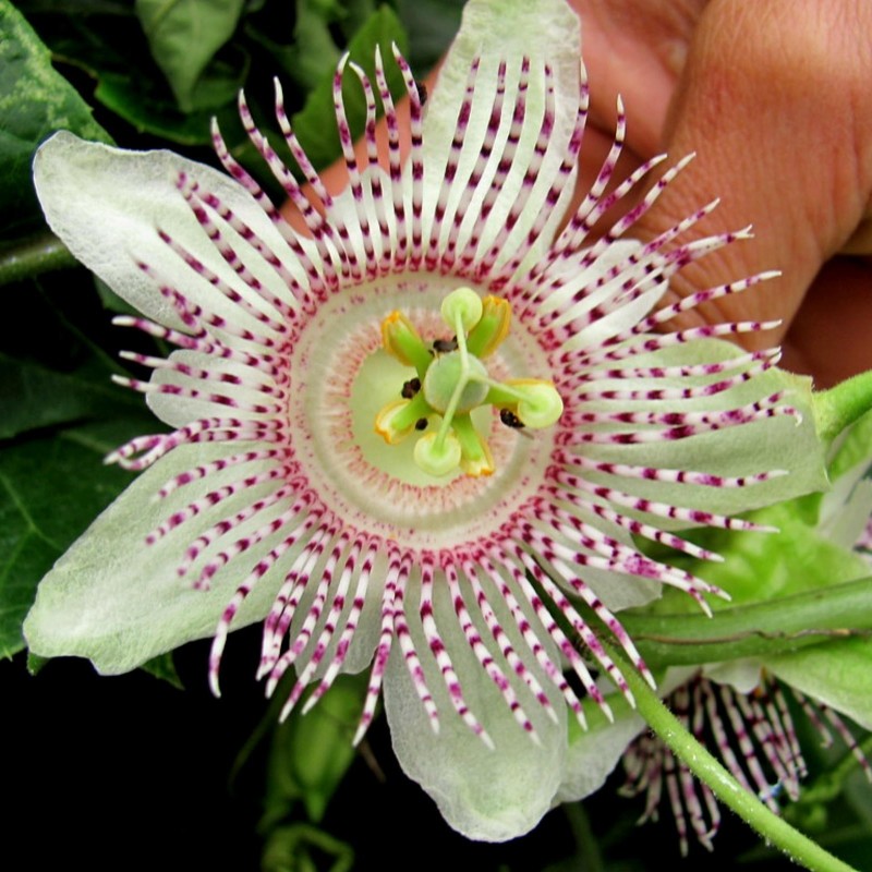 Semi di Passiflora adenopoda | Seeds Shop Store