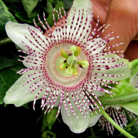Passiflora adenopoda Seeds | Seeds Shop Store