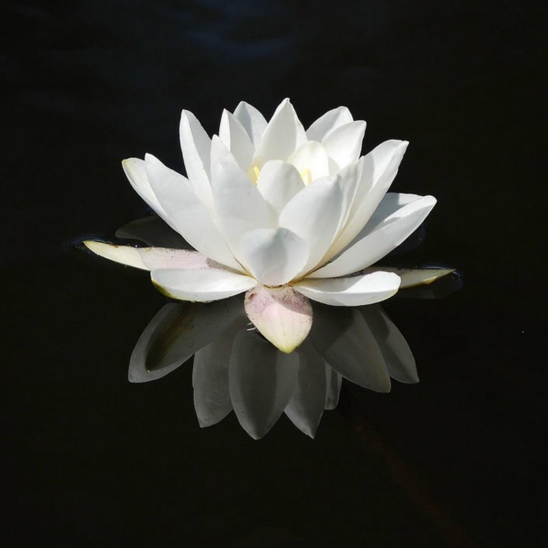 White Water Rose Seeds (Nymphaea alba) | Seeds Shop Store