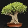 Semi di Fico Sacro (Ficus religiosa) | Seeds Shop Store