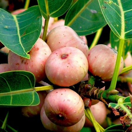 Semi di Fico Sacro (Ficus religiosa) | Seeds Shop Store