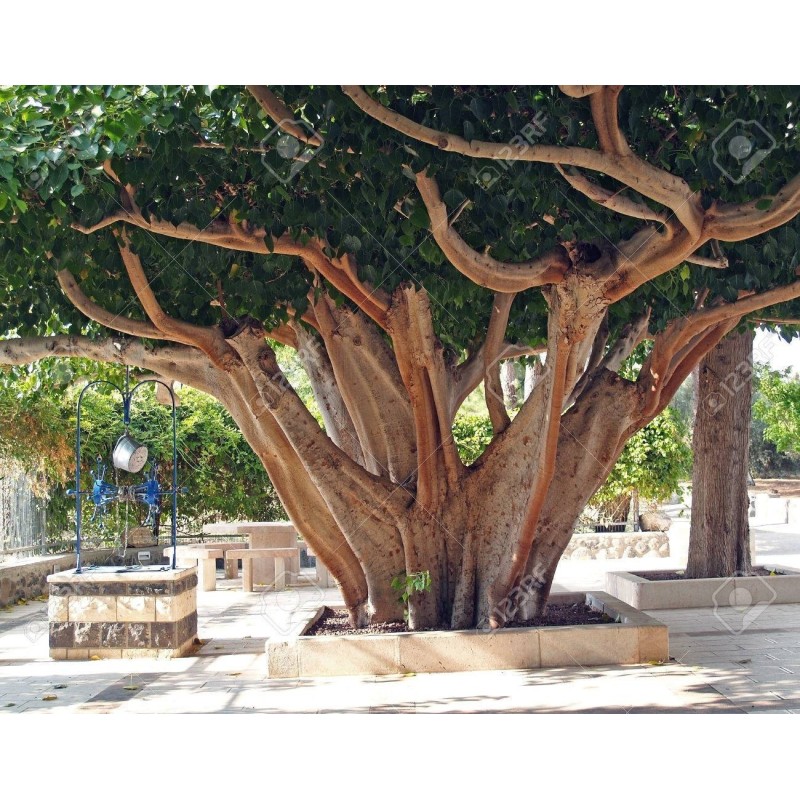 Sementes de Figueira-Religiosa (Ficus religiosa) | Seeds Shop Store