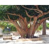 Semi di Fico Sacro (Ficus religiosa) | Seeds Shop Store