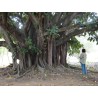 Semi di Fico Sacro (Ficus religiosa) | Seeds Shop Store