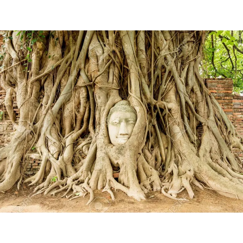 Sementes de Figueira-Religiosa (Ficus religiosa) | Seeds Shop Store