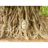 Sementes de Figueira-Religiosa (Ficus religiosa) | Seeds Shop Store