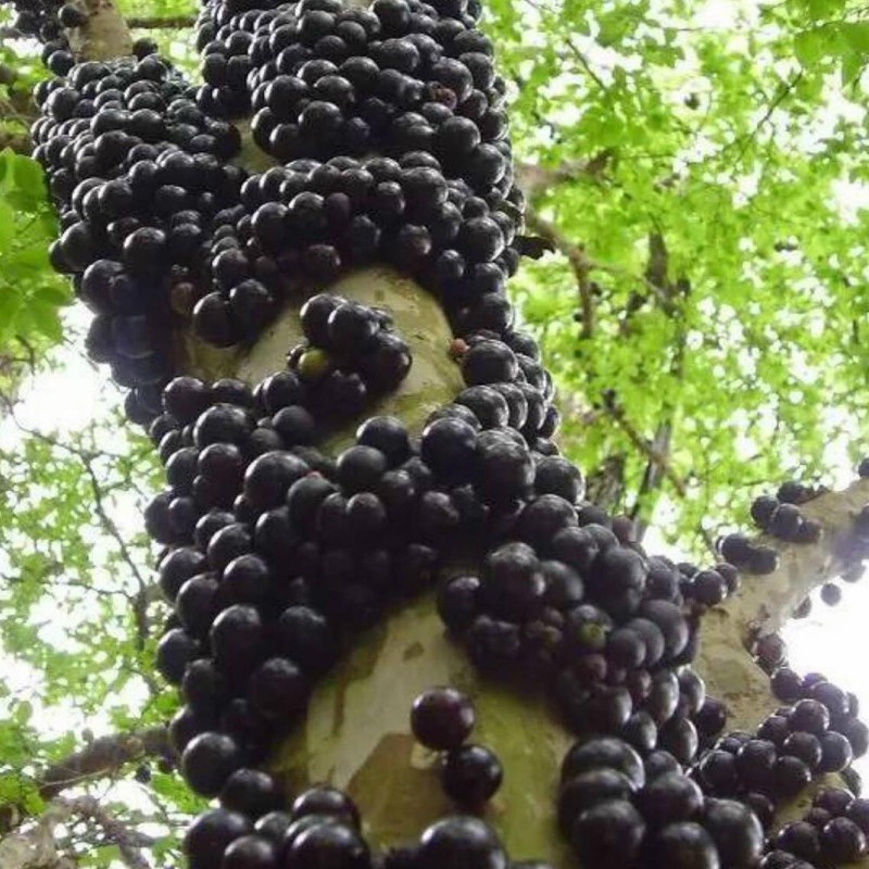 Brazilian Grapetree, Jabuticaba Seeds | Seeds Shop Store