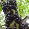 Brazilian Grapetree, Jabuticaba Seeds | Seeds Shop Store