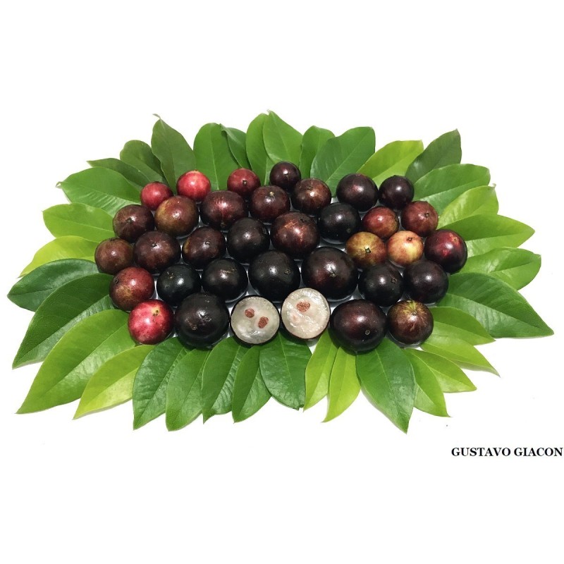 Brazilian Grapetree, Jabuticaba Seeds | Seeds Shop Store