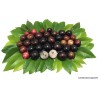 Brazilian Grapetree, Jabuticaba Seeds | Seeds Shop Store