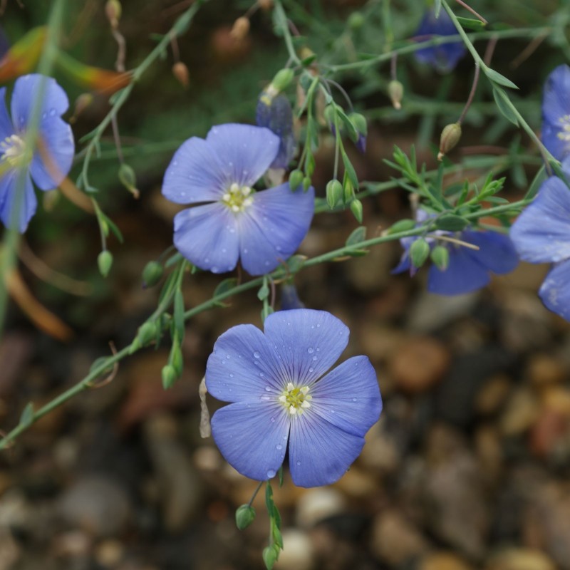 Linum perenne, Perennial Flax, Blue Flax Seeds | Seeds Shop Store