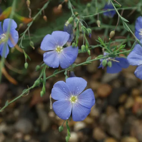 Linum perenne, Perennial Flax, Blue Flax Seeds | Seeds Shop Store