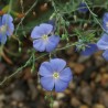 Linum perenne, Perennial Flax, Blue Flax Seeds | Seeds Shop Store