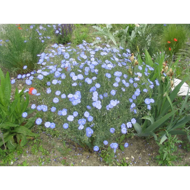Linum perenne, Perennial Flax, Blue Flax Seeds | Seeds Shop Store