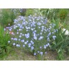Linum perenne, Perennial Flax, Blue Flax Seeds | Seeds Shop Store
