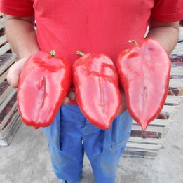 1100+ Seeds Giant Sweet Pepper Elephant's Ear - 27