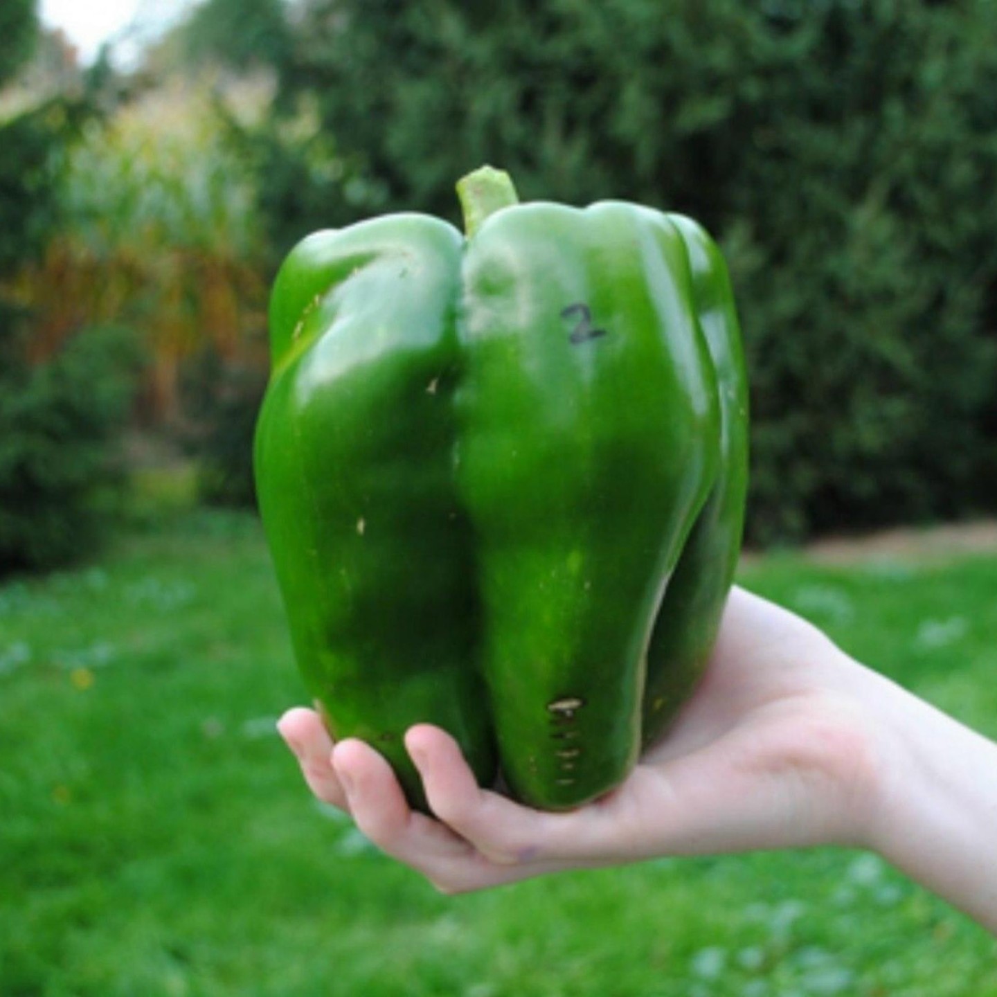 Red Giant Monster Sweet Pepper Seeds | Heirloom, organic & exotic seeds ...
