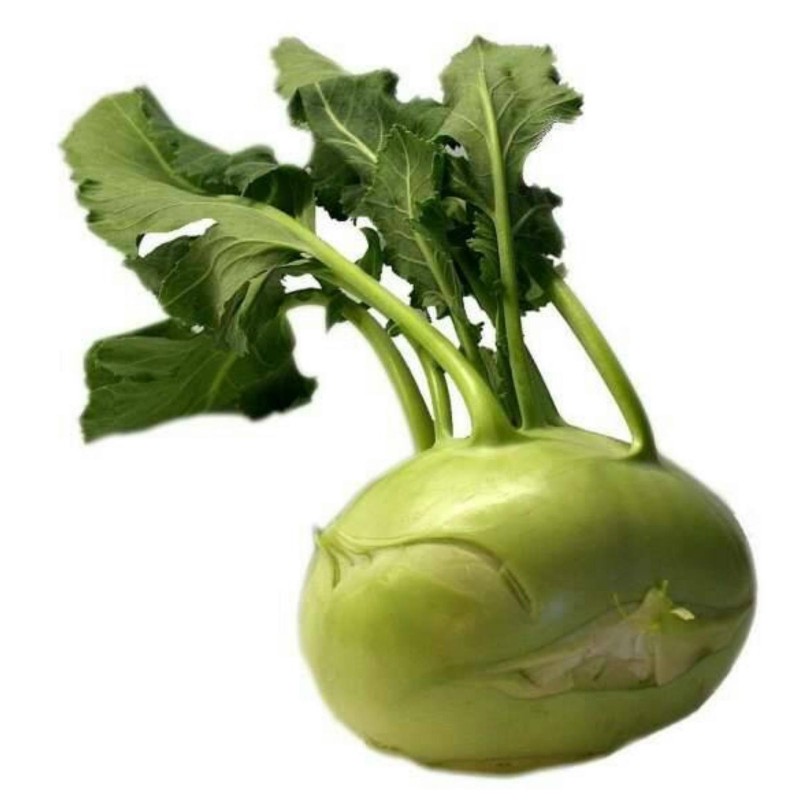 Sementes de couve rabano Branca de Viena | Seeds Shop Store