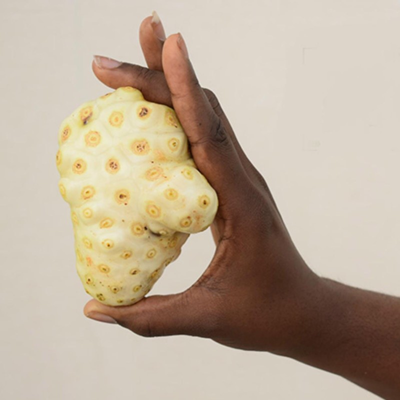 Noni Seeds (Morinda citrifolia, Rubiaceae) | Seeds Shop Store