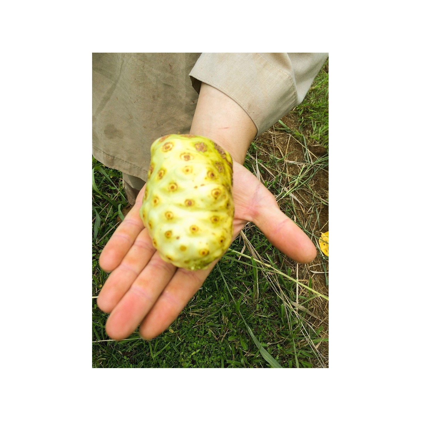 Semințe de Noni (Morinda citrifolia, Rubiaceae) | Quality organic