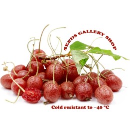 Semi Goumi del Giappone (Elaeagnus umbellata) Hardy -40C - 287.359459