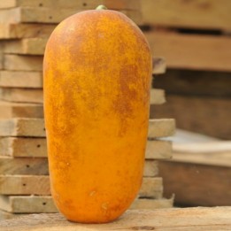 Rare Heirloom HMONG RED Cucumber Seeds - 1.845