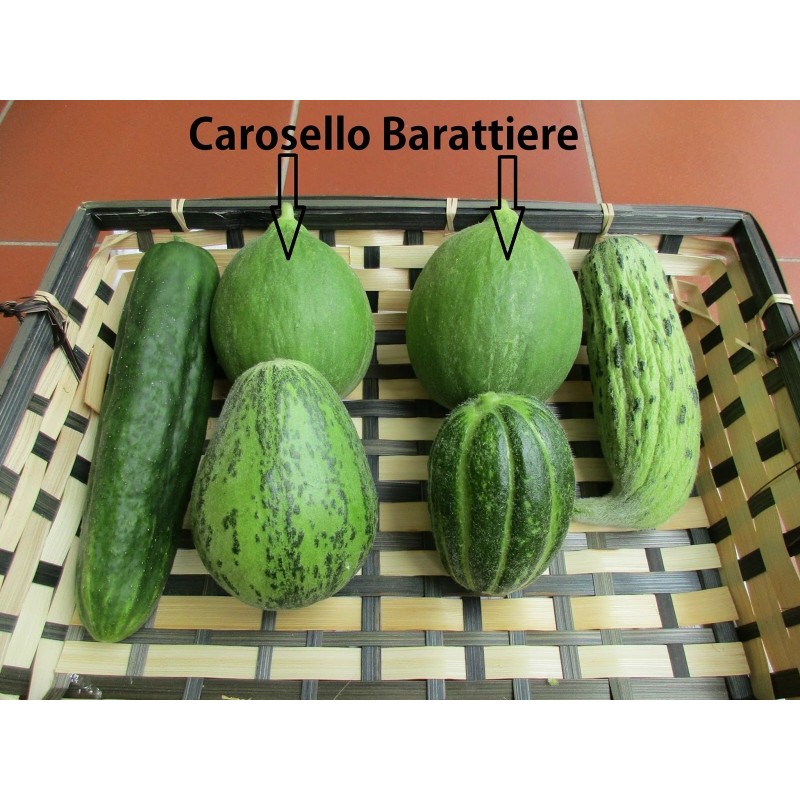 Cucumber Melon Seeds - Carosello Barattiere | Seeds Shop Store