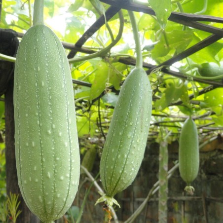 Semințe Lufă (Luffa aegyptiaca) | Seeds Shop Store