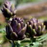 Semi di carciofo VIOLET DE PROVENCE | Seeds Shop Store