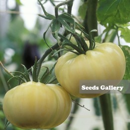 Semi di pomodoro Miracolo Bianco (White Wonder) - 334.275289