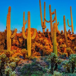 Sementes de Saguaro Cactus (Carnegiea gigantea) - 1.98