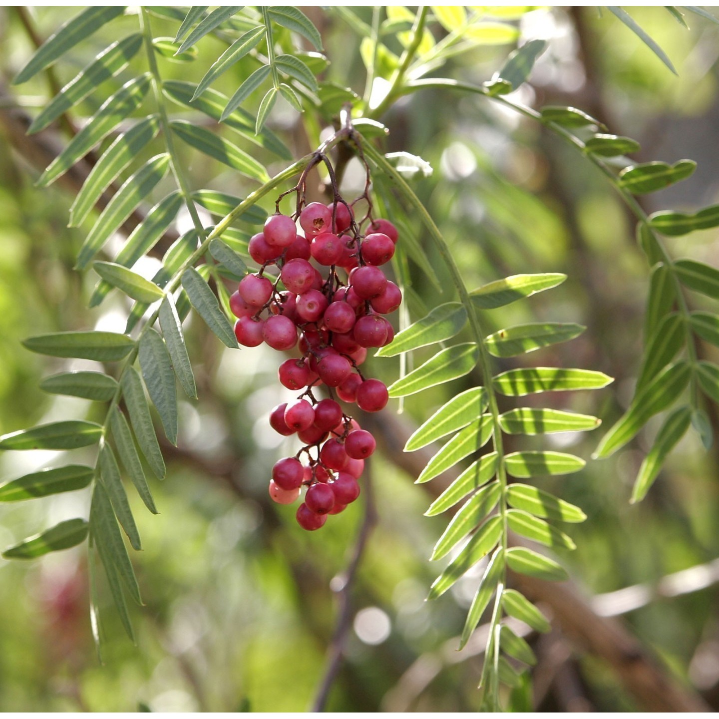 Peruanische Pfefferbaum (Schinus molle)