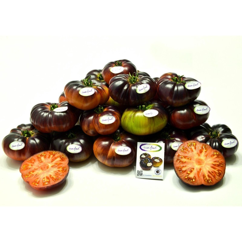 بذور طماطم مار آزول | Seeds Shop Store