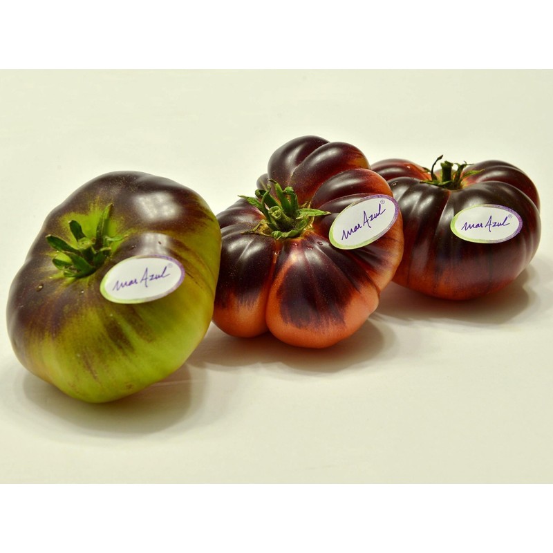 بذور طماطم مار آزول | Seeds Shop Store