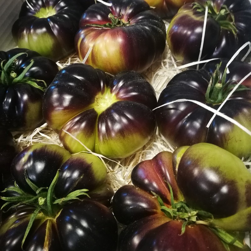 بذور طماطم مار آزول | Seeds Shop Store