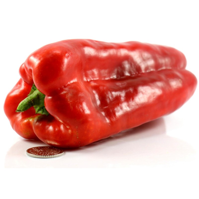 Largo de Reus sweet bell pepper seeds | Seeds Shop Store
