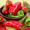 Largo de Reus sweet bell pepper seeds | Seeds Shop Store
