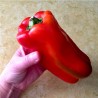 Largo de Reus sweet bell pepper seeds | Seeds Shop Store
