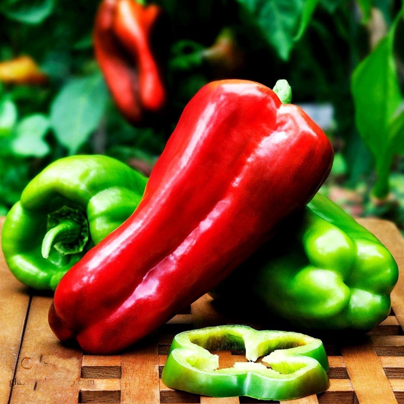Largo de Reus sweet bell pepper seeds | Seeds Shop Store