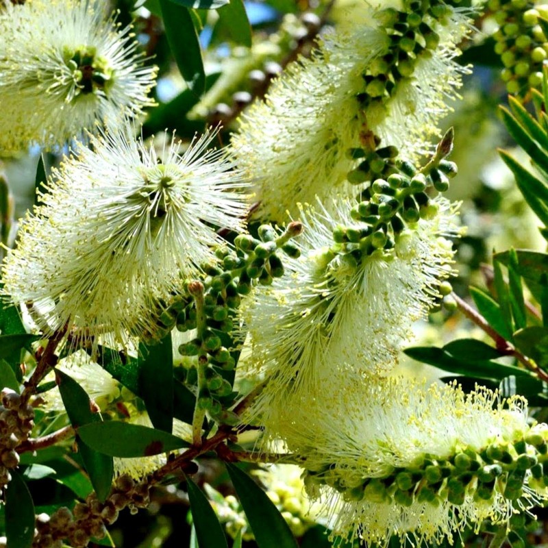 Λεμόνι Bottlebrush σπόροι (Melaleuca pallida) | Seeds Shop Store