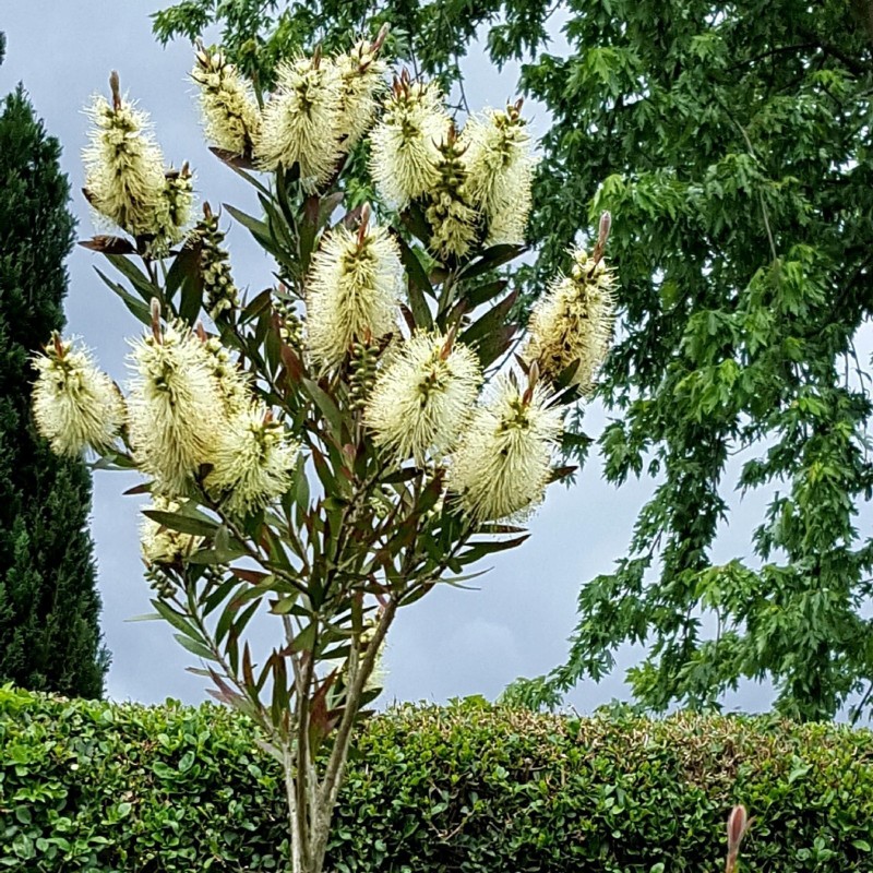 Λεμόνι Bottlebrush σπόροι (Melaleuca pallida) | Seeds Shop Store