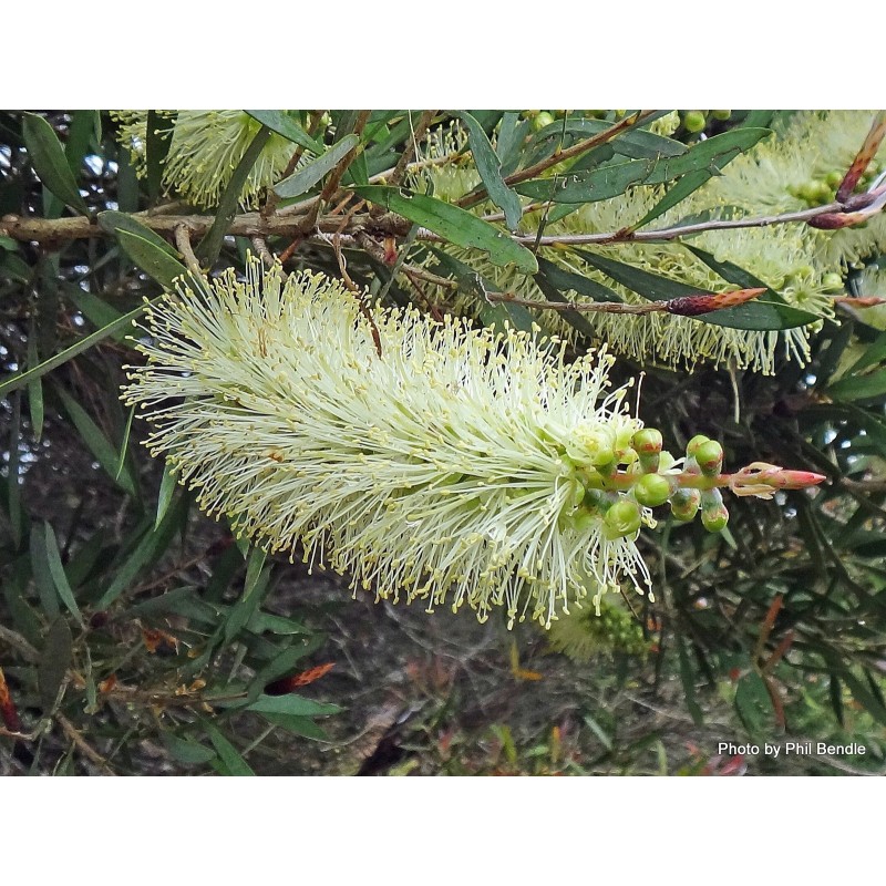 Λεμόνι Bottlebrush σπόροι (Melaleuca pallida) | Seeds Shop Store