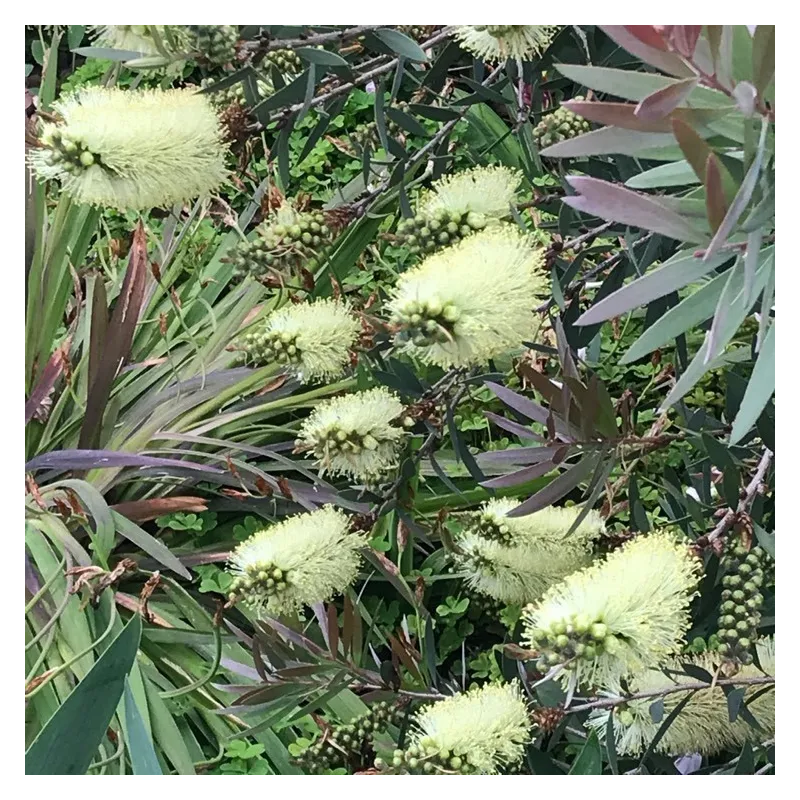 Λεμόνι Bottlebrush σπόροι (Melaleuca pallida) | Seeds Shop Store